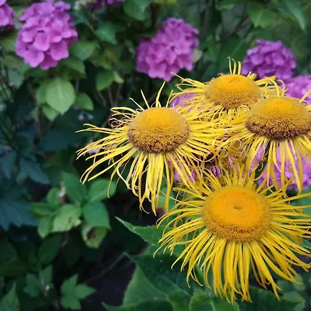 Dom wakacyjny 6 Person In Hejls-by Traum *